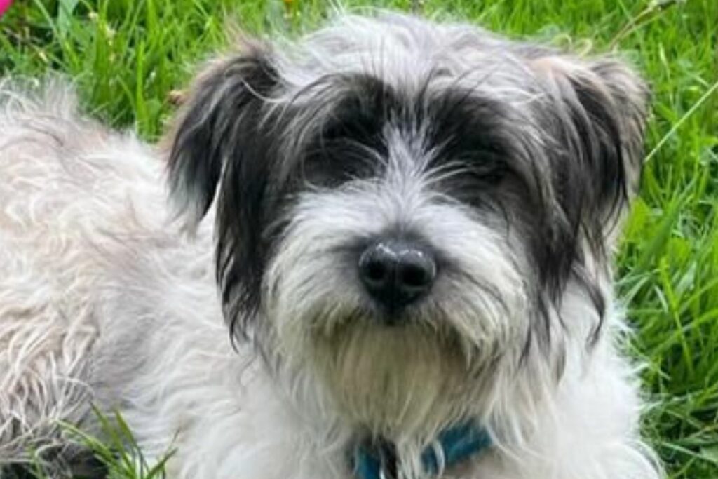 En Quito, hay un perro callejero por cada 19 habitantes. Foto: Cortesía