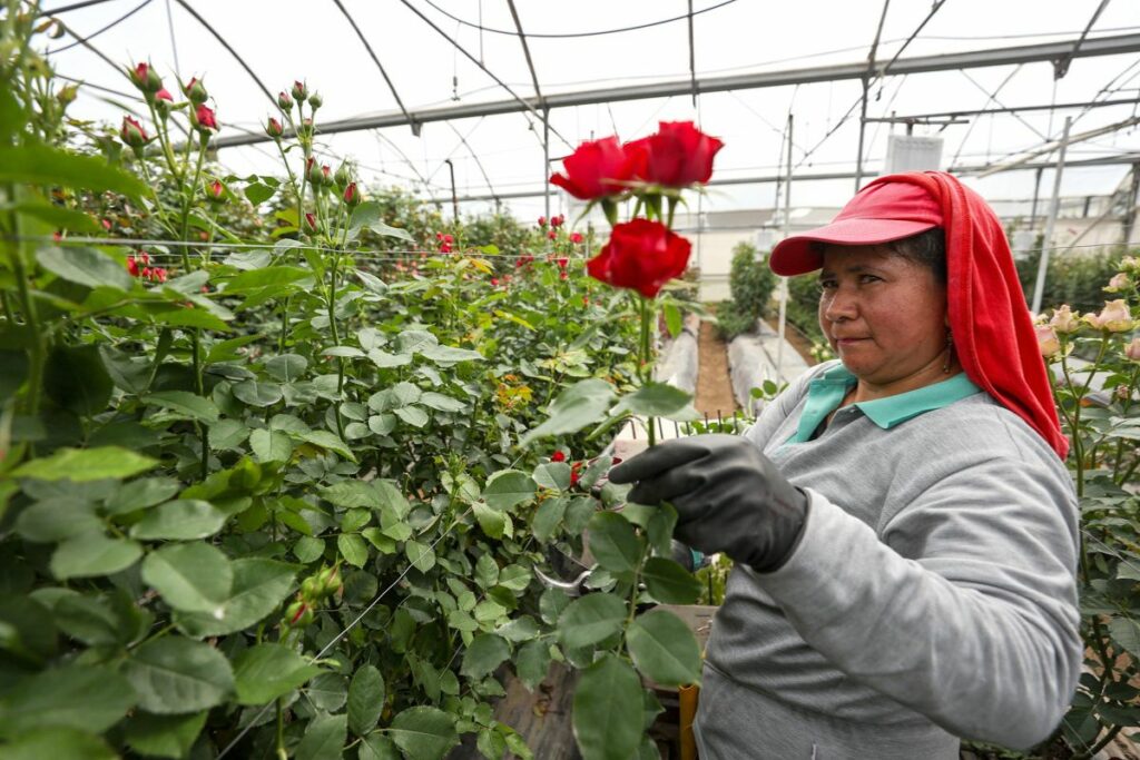 Las flores de Ecuador se exportan para el día de la Madre a varios países del mundo.