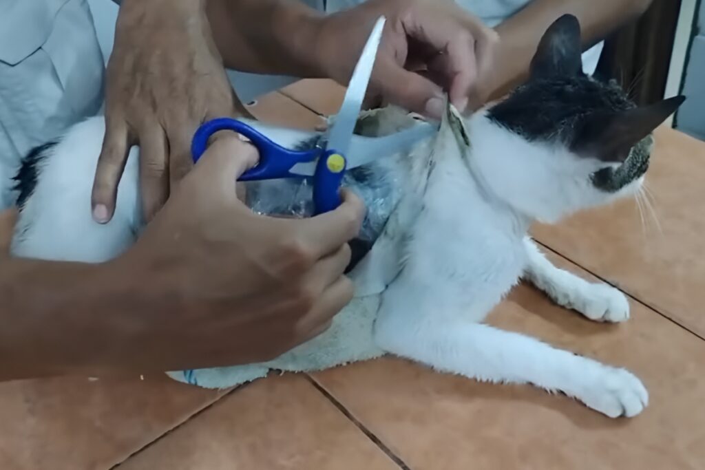Miembros de la Policía retirando la droga pegada al gato.