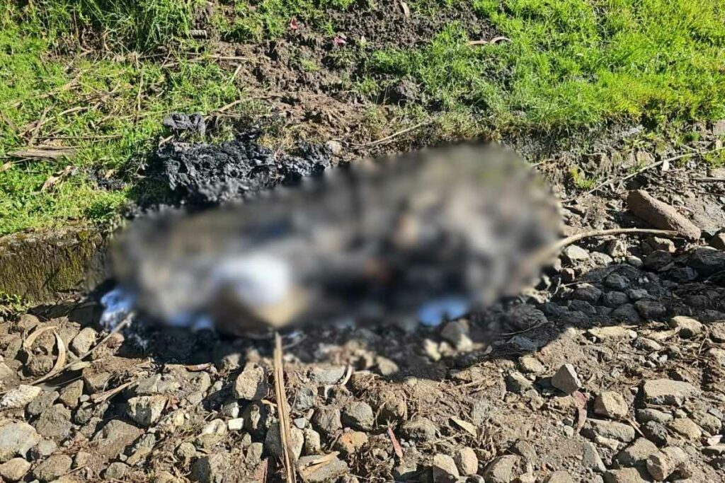 Los restos de la joven mujer fueron abandonados en una calle de piedra y tierra en La Pulida