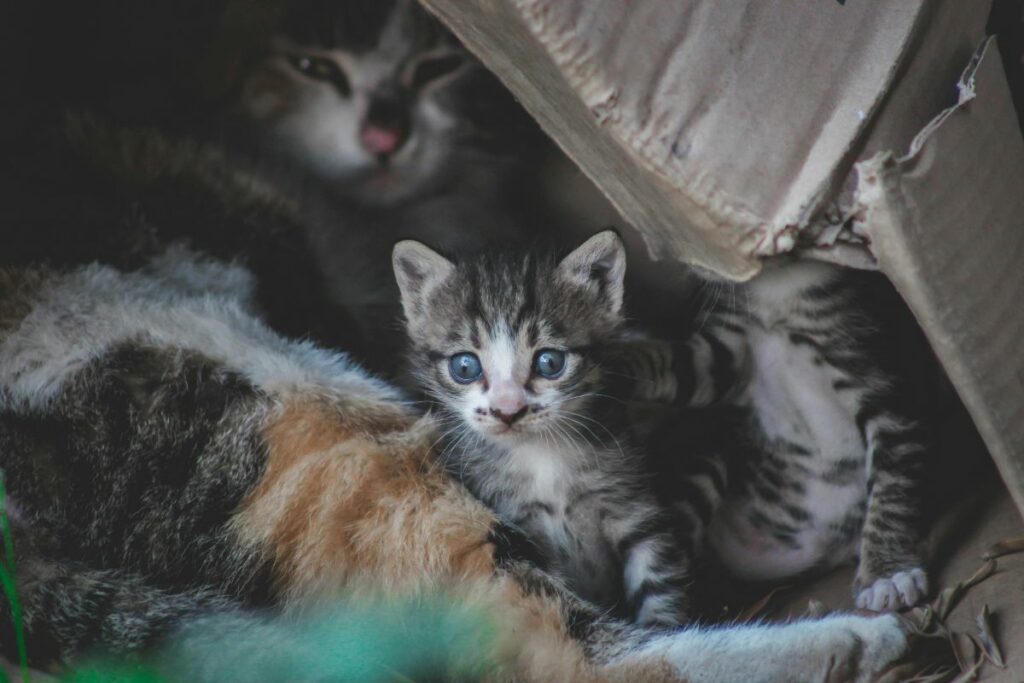 Una jornada de adopciones se cumplirá en la Feria del Libro. Foto: Pexels