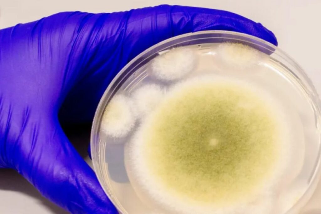 Una muestra de Aspergillus flavus (hongo tóxico) cultivada en el laboratorio Gao. Crédito: Bella Ciervo/EFE