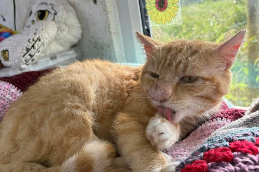 Una extraña enfermedad aqueja a este gato naranja. Foto: Rescue Cats NI
