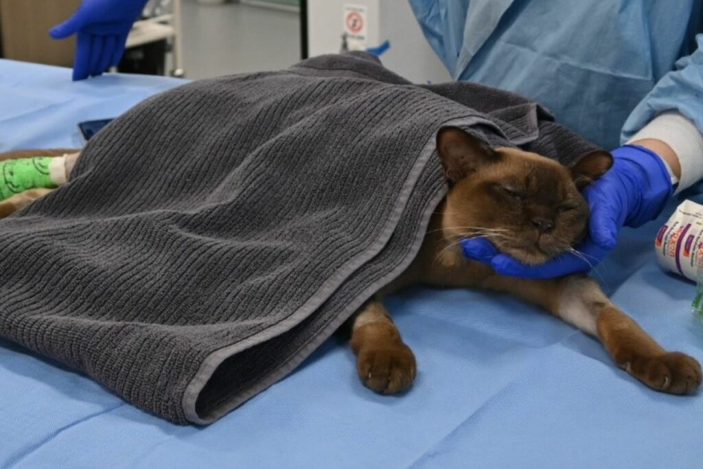 El gatito tomaba la siesta dentro de la lavadora. Foto: Small Animal Specialist Hospital