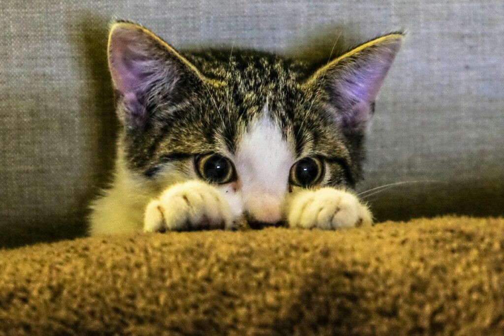 Los gatos domésticos responden de forma diferente al olor de su dueño. Foto: Pexels