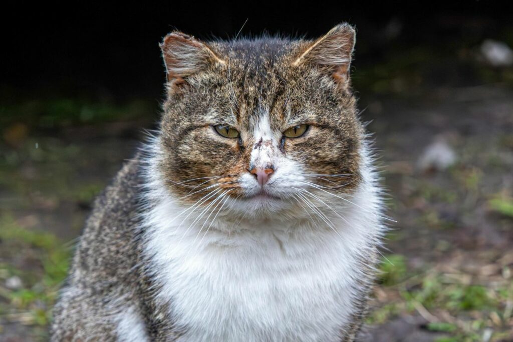 Un gatito fue víctima de maltrato en Ecuador. Foto refencial: Pexels