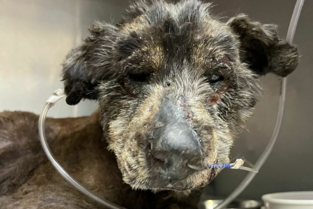 Esperanza fue víctima de un cruel caso de maltrato animal. Foto: Cortesía