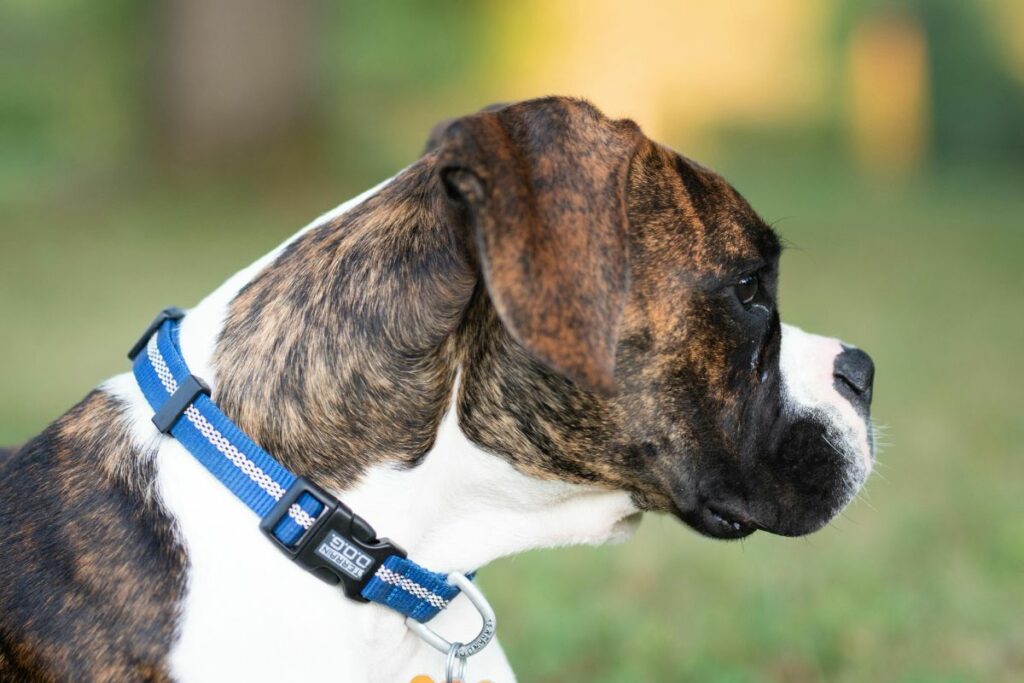 Una perrita fue quemada viva. Foto referencial: Pexels