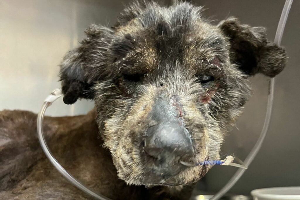 Maní Esperanza es la perrita que fue quemada viva en Quito. Foto: Cortesía
