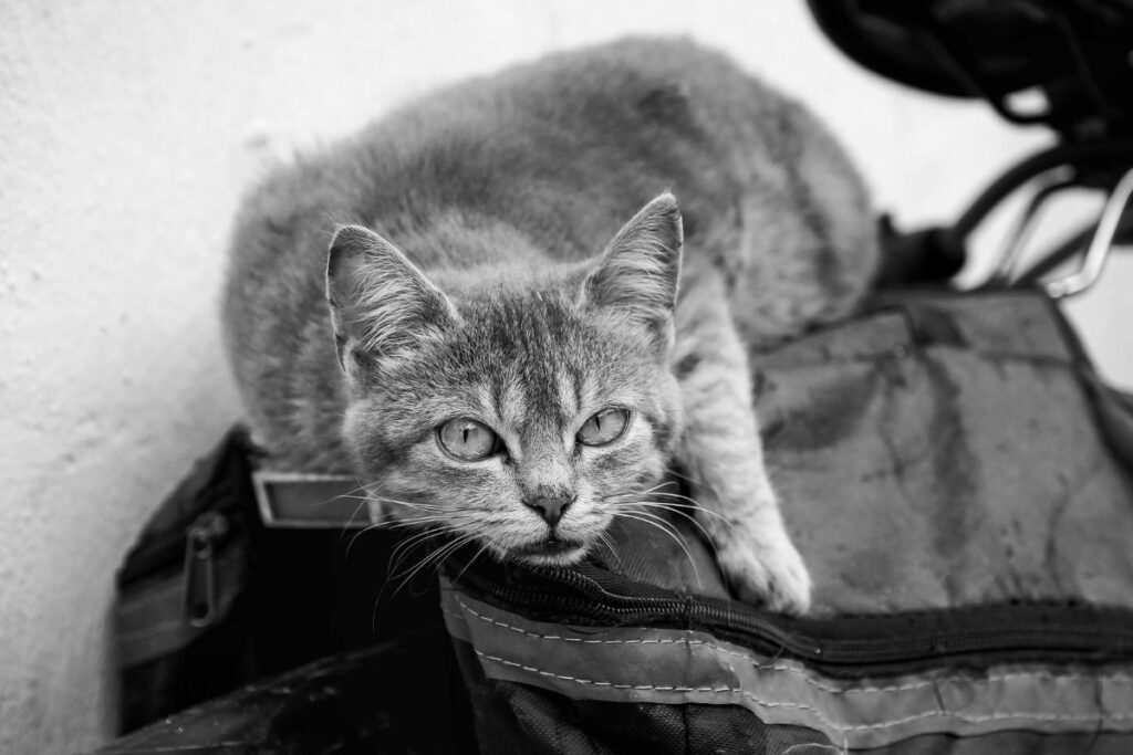 Los gatos se estresan en ambientes llenos de ruido. Foto: Pexels