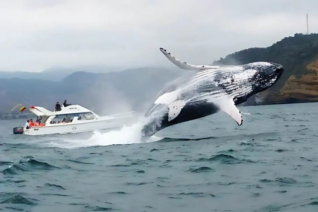 La presencia de ballenas en las aguas de Ecuador es común en esta temporada del año