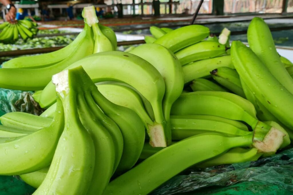 Las exportaciones de banano de Ecuador crecieron 3,07 % en el primer cuatrimestre del 2025.