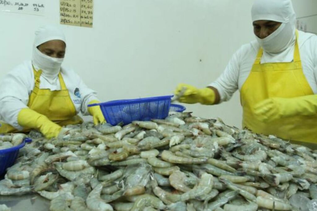Las exportaciones de camarón en Ecuador marcaron un récord histórico en abril 2025.