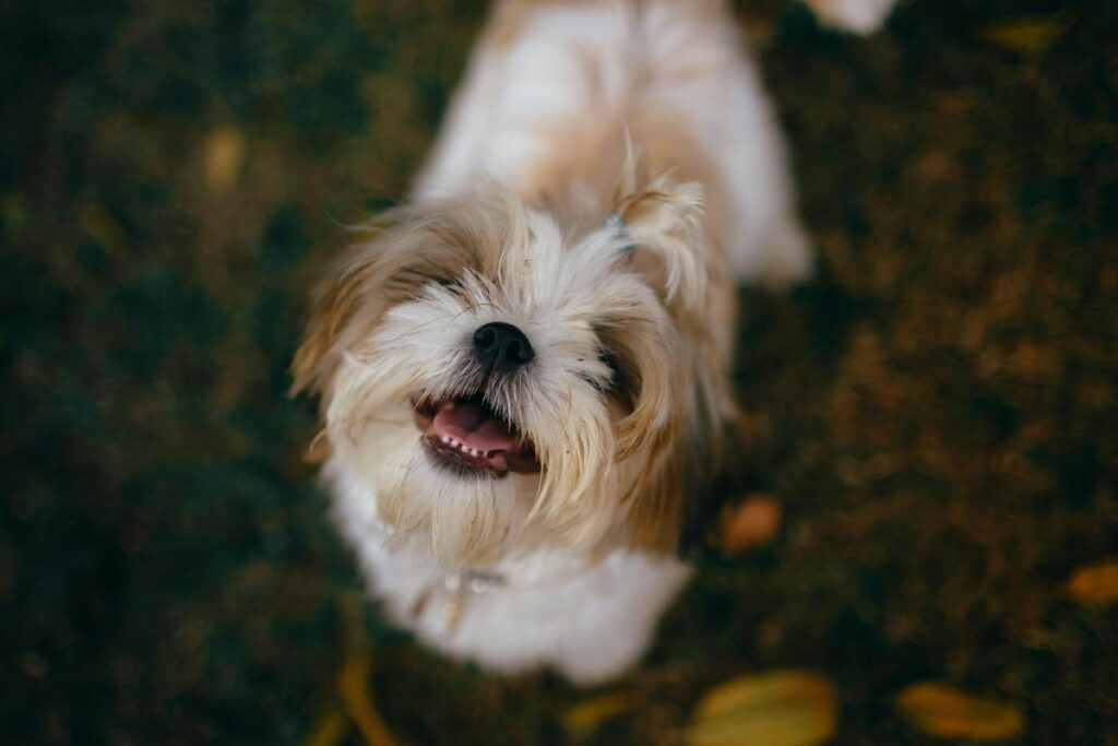 Las personas que aman a los perros también características sociales específicas. Foto: Pexels