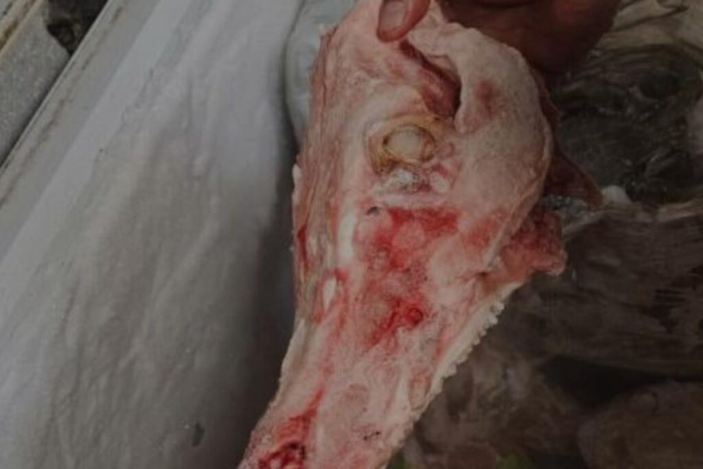 Arcsa encontró cráneos de animales, una anguila y otros elementos en un chifa, en Guayaquil.