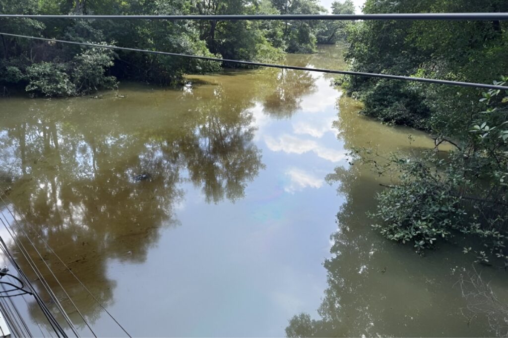 Mancha contaminante afecta ecosistema de manglares en Guayaquil.