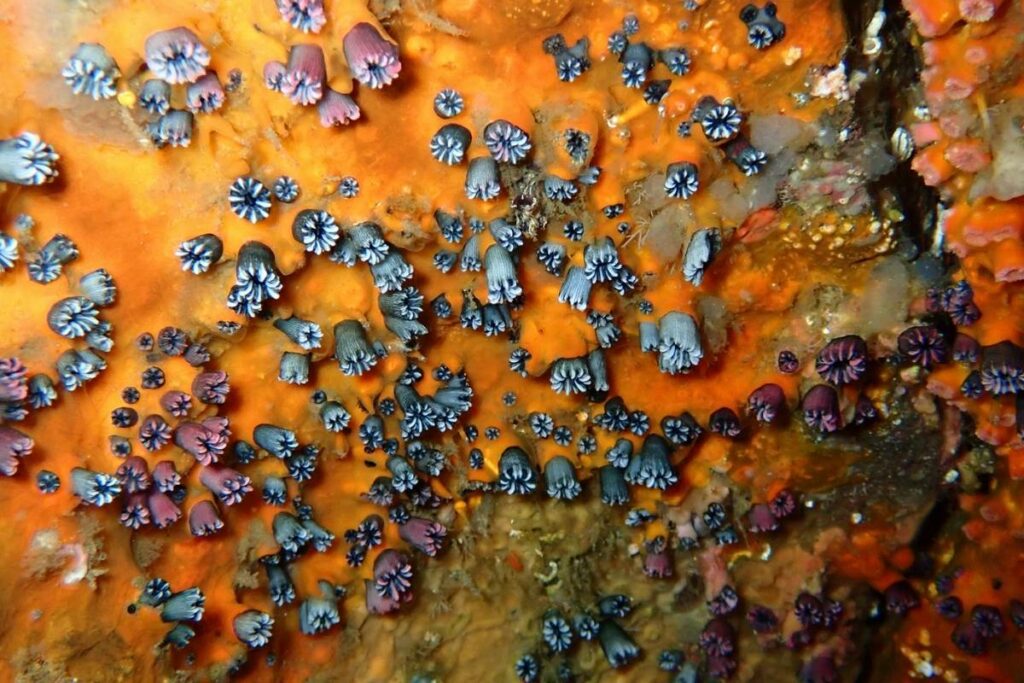 El coral solitario es endémico de Galápagos
