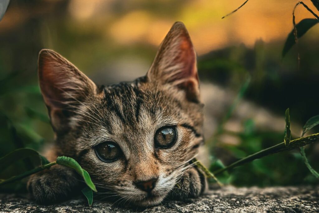 Ese caso de maltrato animal generó indignación en redes sociales. Foto referencial: Pexels