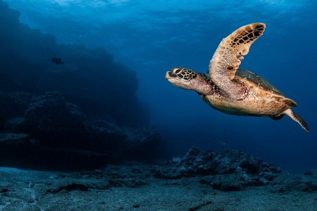 La Reserva Marina Hermandad se ubica al noreste de Galápagos