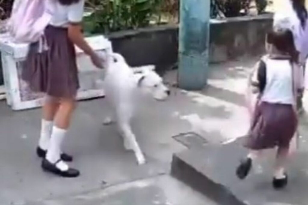 El pitbull atacó a una niña de cuatro años, en una ciudadela en Guayaquil