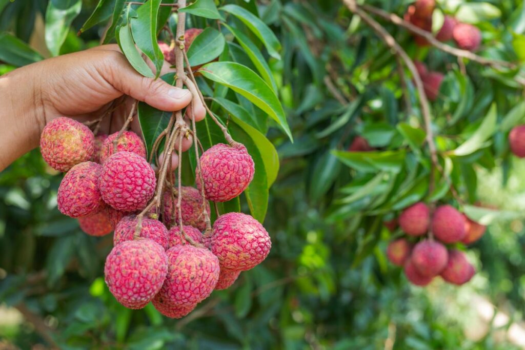El mangostino suele comerse como fruta fresca. Tiene una textura suave, dulce, y en su interior contiene dos semillas. Cortesía: Freepik