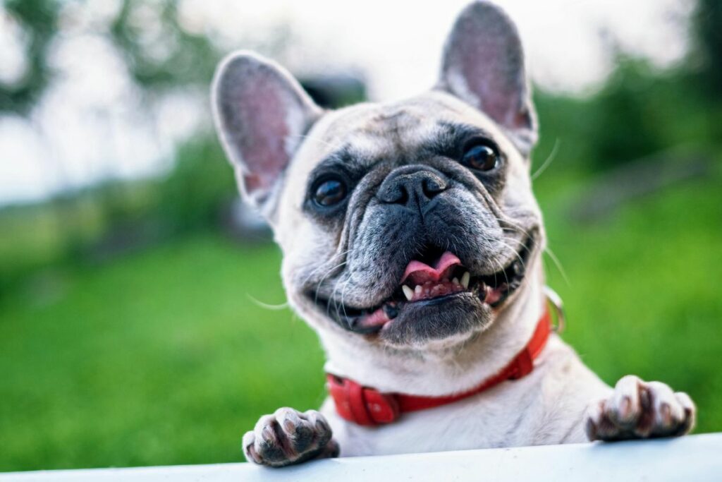 Perros desde los ocho meses podrán participar en el curso de adiestramiento. Foto: Pexels