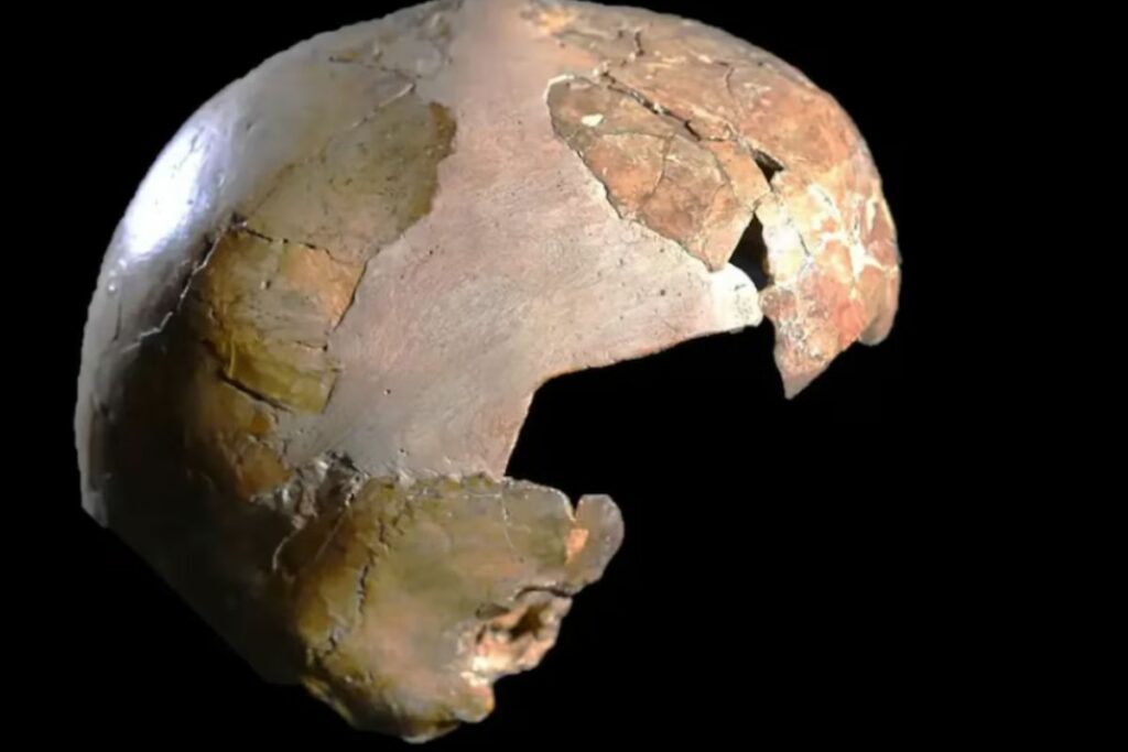 El análisis de un cráneo infantil hallado en Israel reabre el debate sobre la hibridación entre neandertales y Homo sapiens en el Levante. Foto: Universidad de Tel Aviv