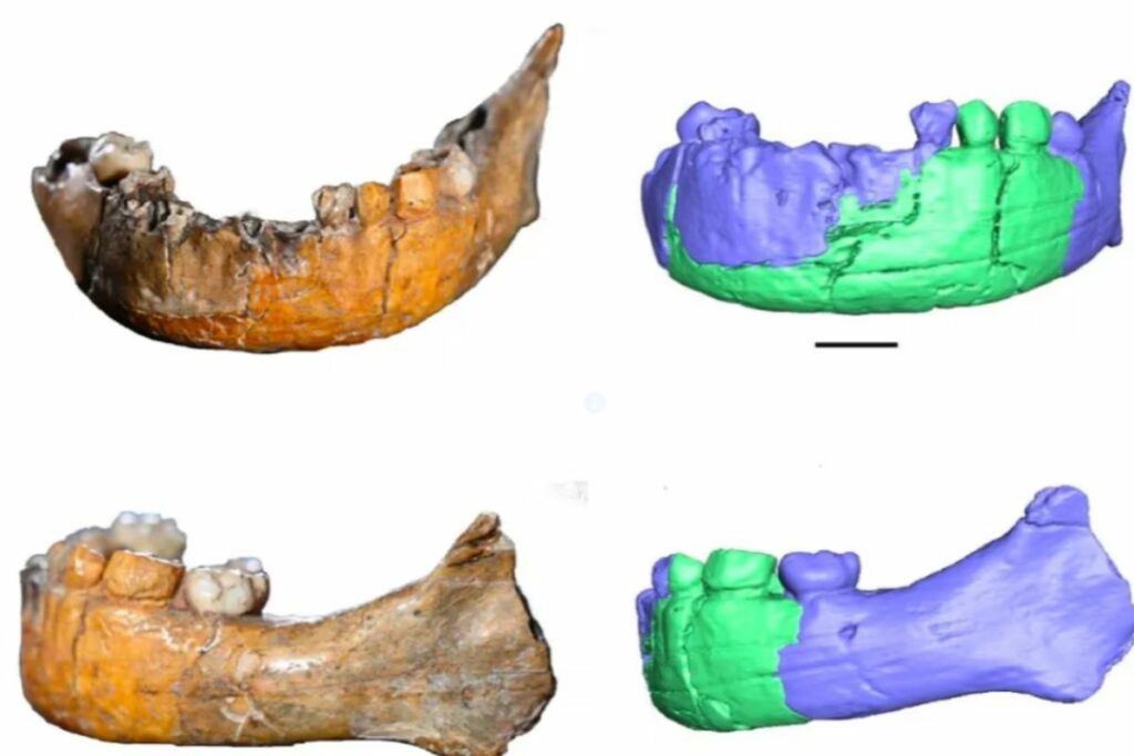Mandíbula fósil y reconstrucción digital de la niña de Skhul. A la izquierda, imágenes del fósil original hallado en la cueva Skhul, Israel. A la derecha, reconstrucción tridimensional con colores que distinguen rasgos asociados a neandertales (verde) y Homo sapiens (azul). Foto: U. de Tel Aviv