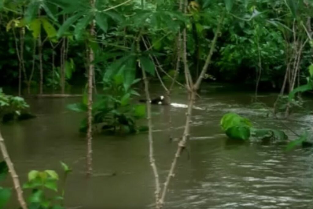 Plantaciones inundadas en Chonta Punta, cantón del norte de Napo. Foto: Radio Arco Iris
