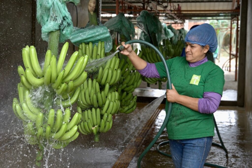 Fotografía de archivo de una trabajadora lavando bananos en Ecuador. Foto: EFE