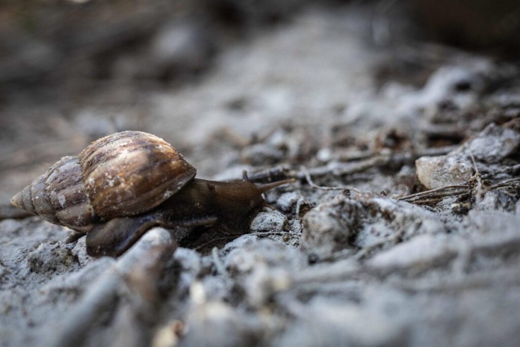 Un ejemplar de caracol gigante africano, que afecta a Colombia y Ecuador. Foto: Archivo EFE