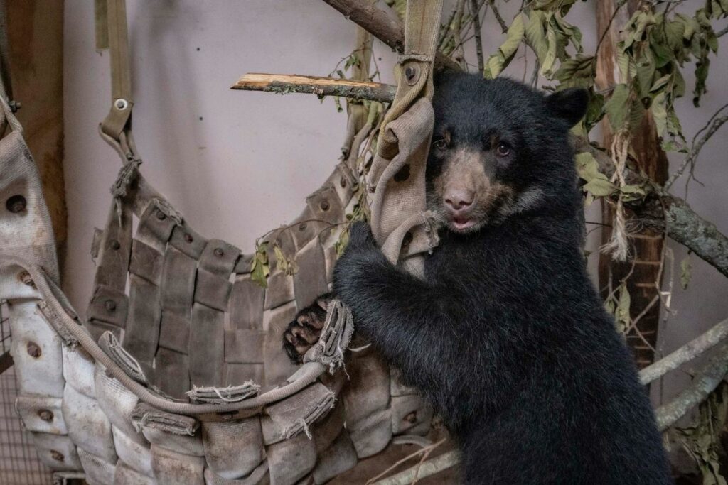 Sisa fue rescatada con signos de maltrato. Foto: Cortesía Zoológico de Quito