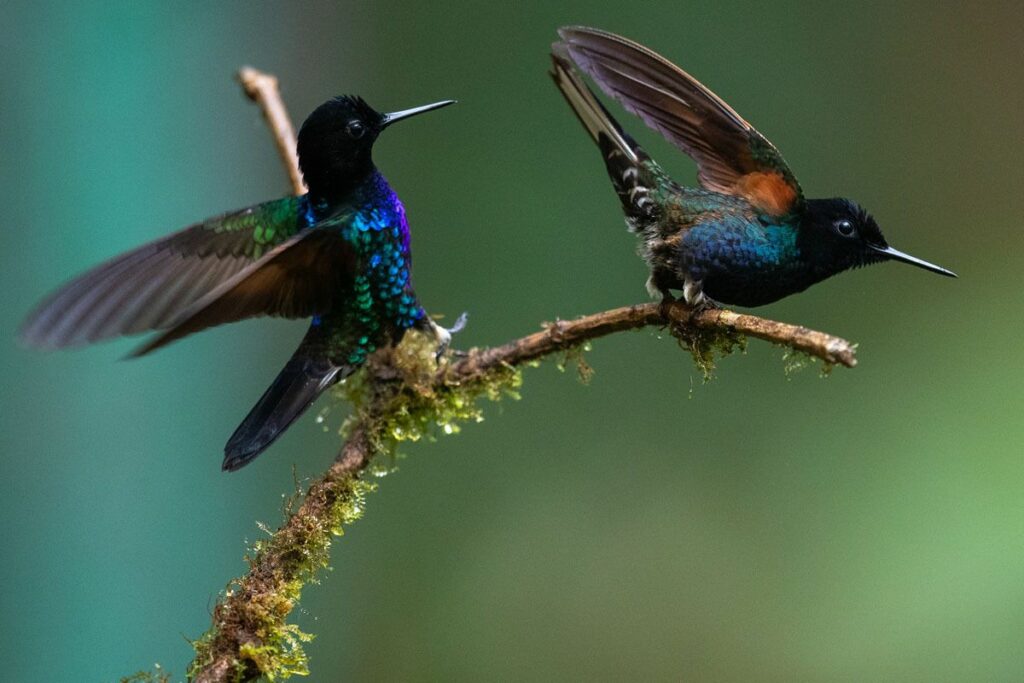 En Quito hay más de 500 especies de aves. Foto: EFE