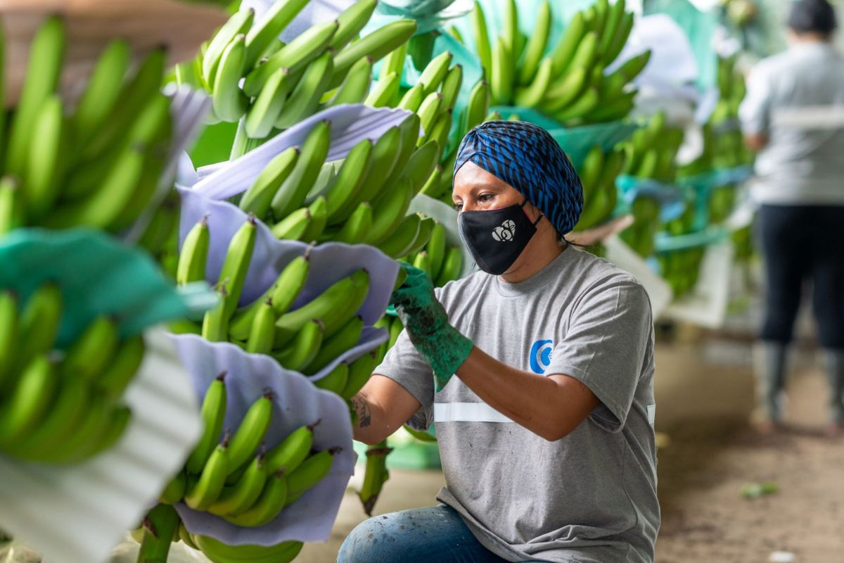 Sector bananero advierte caída del 32 % en operaciones por nuevo toque de queda