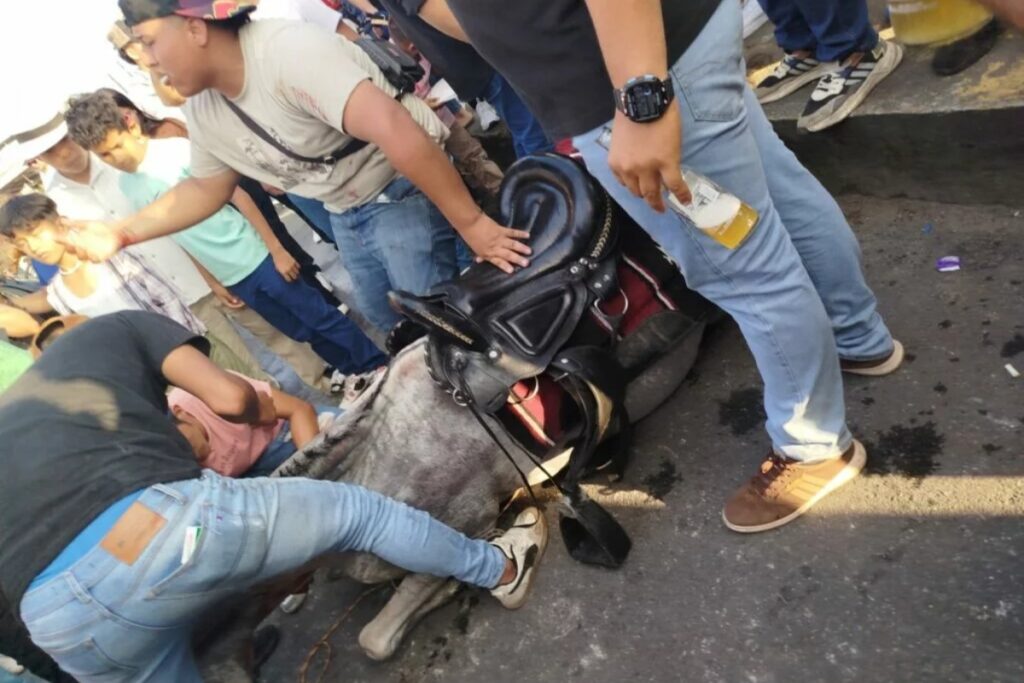 Un caballo murió durante una cabalgata en El Carmen, Manabí, el pasado domingo.