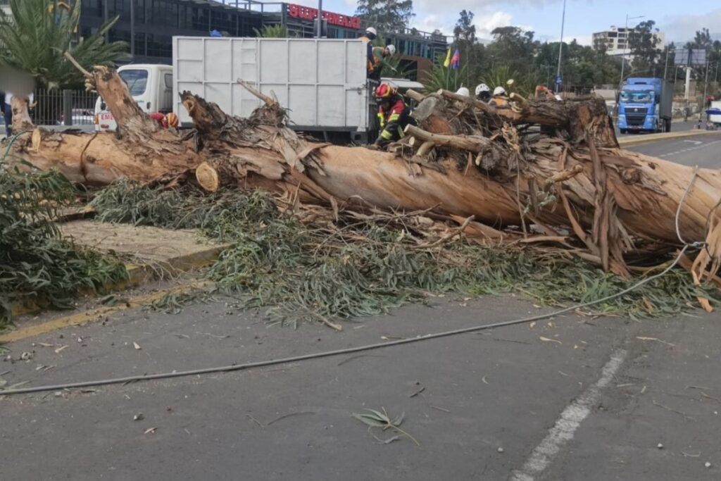 El cierre vial por la caída de un árbol en Quito ocurrió este viernes.