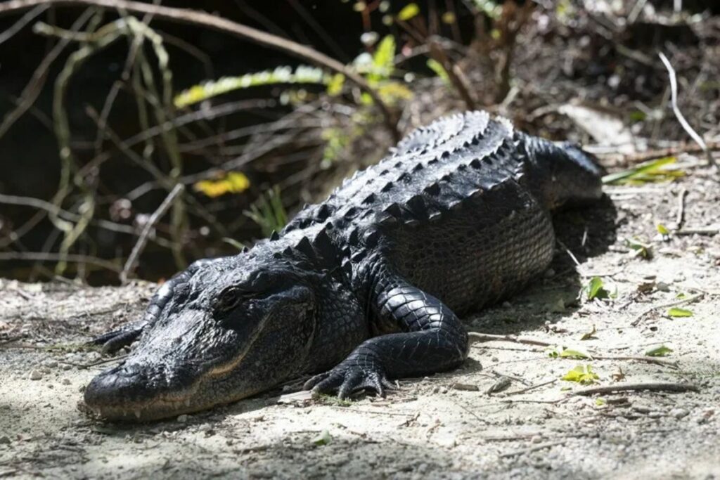 Fotografía de archivo de un caimán americano en la carretera Loop de la Reserva Nacional Big Cypress en el sur de Florida, EE.UU.