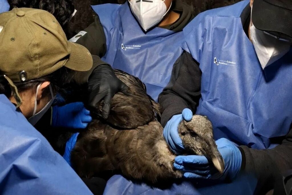 El cóndor andino fue llevado al Zoológico de Guayllabamba