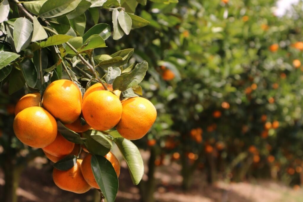Ecuador exporta por primera vez la mandarina, variedad Tango, a Estados Unidos.