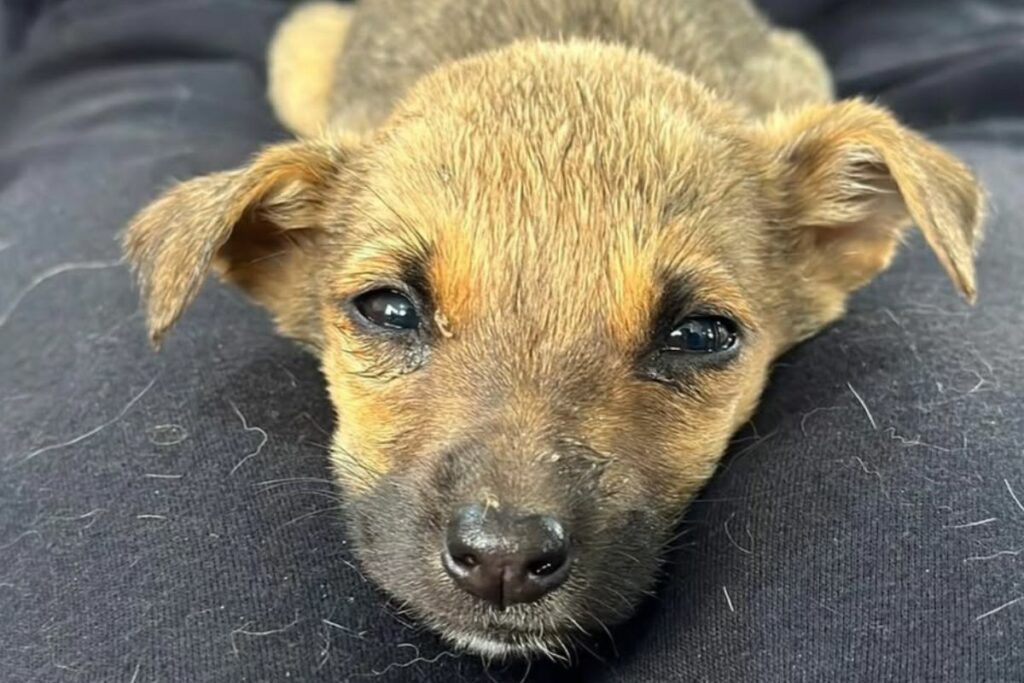 La campaña de esterilización de perros y gatos está dirigida a tutores de bajos recursos. Foto: Cortesía