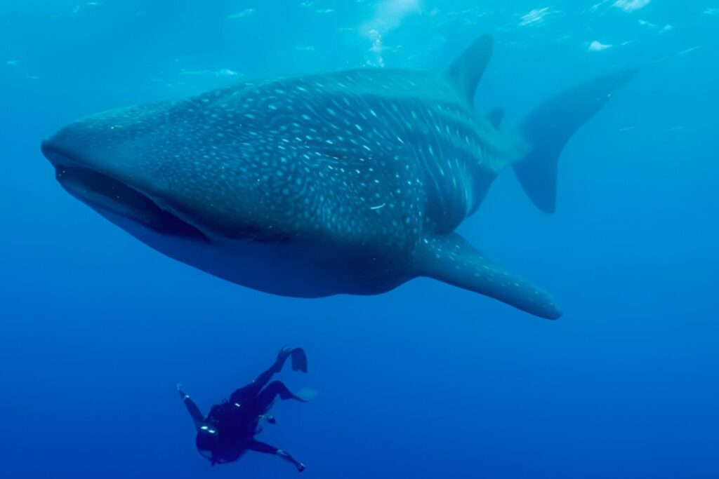 Científicos rastrean tiburones ballena en el Arco de Darwin, en Galápagos.