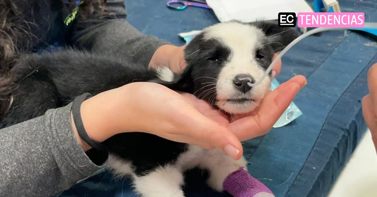La batalla de Leo, el cachorro abandonado que conmueve a Quito