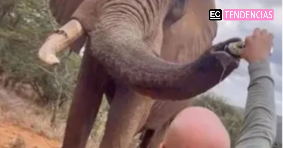 Turista español obliga a un elefante de reserva a beber cerveza y desata indignación
