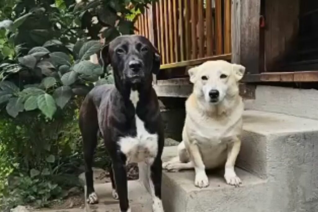 Rocky (izquierda) salió de Mindo siguiendo a un turista. Foto: Captura de pantalla