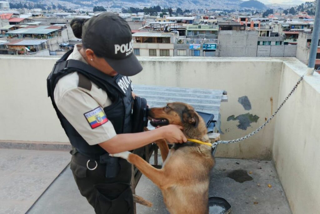 Esta perrita caminaba sobre sus desechos. Foto: Cortesía UBA