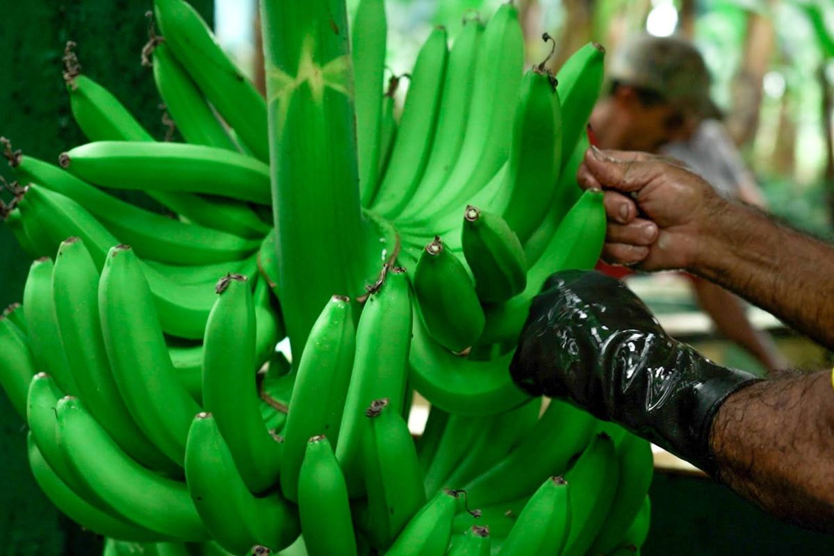 Ecuador refuerza su defensa contra la plaga Fusarium R4T que amenaza al banano