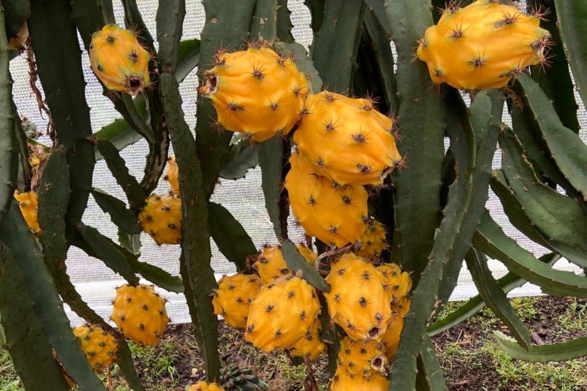 Exportación de frutas tropicales de Ecuador marca nuevo récord hasta agosto de 2025