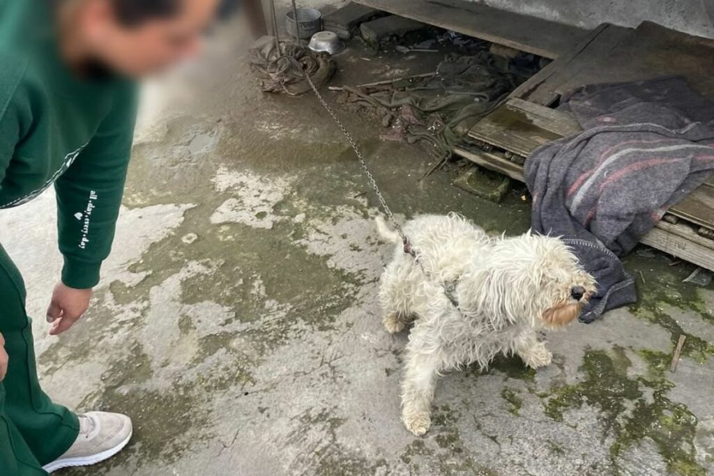 La perra Kiara fue retirada del lugar para precautelar su bienestar. Foto: UBA