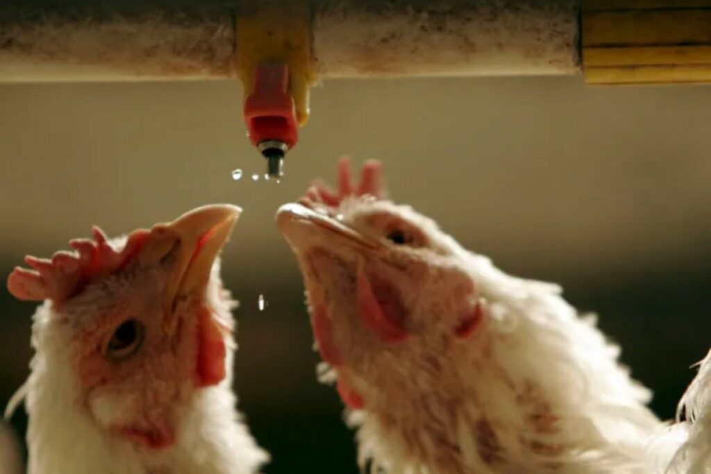 Una pareja de pollos beben agua en una granja avícola. Foto: Archivo EFE