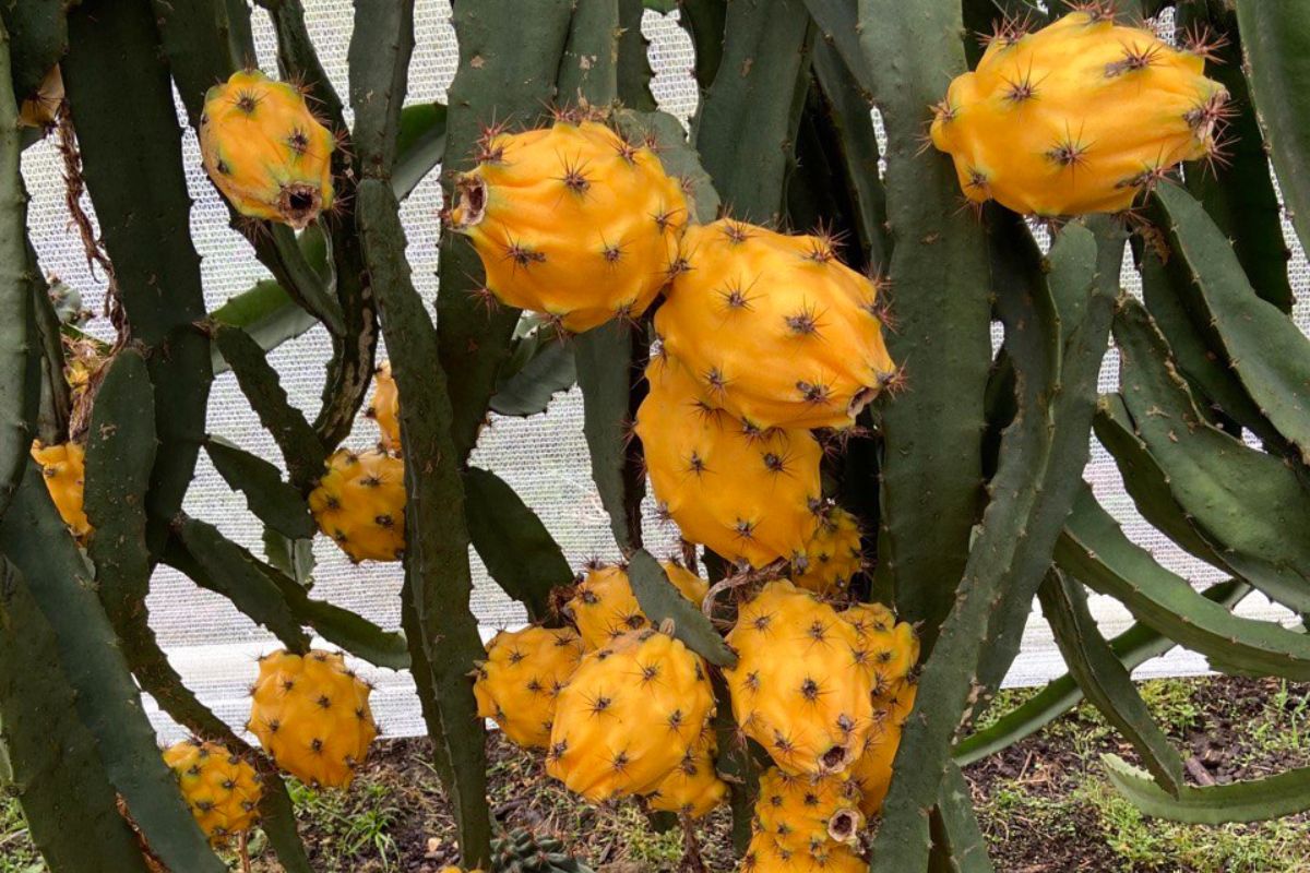 La pitahaya ecuatoriana gana terreno y marca récords de exportación - El Comercio